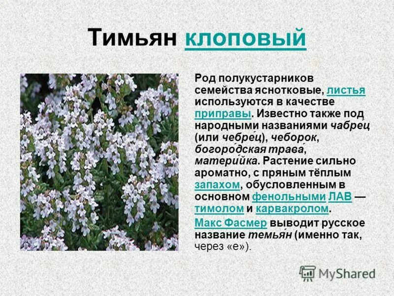 Горный полукустарник 8 букв. Чабрец тимьян Жигулевский. Тимьян клоповый Губоцветные. Тимьян ползучий полукустарники. Чабрец клоповый растение.