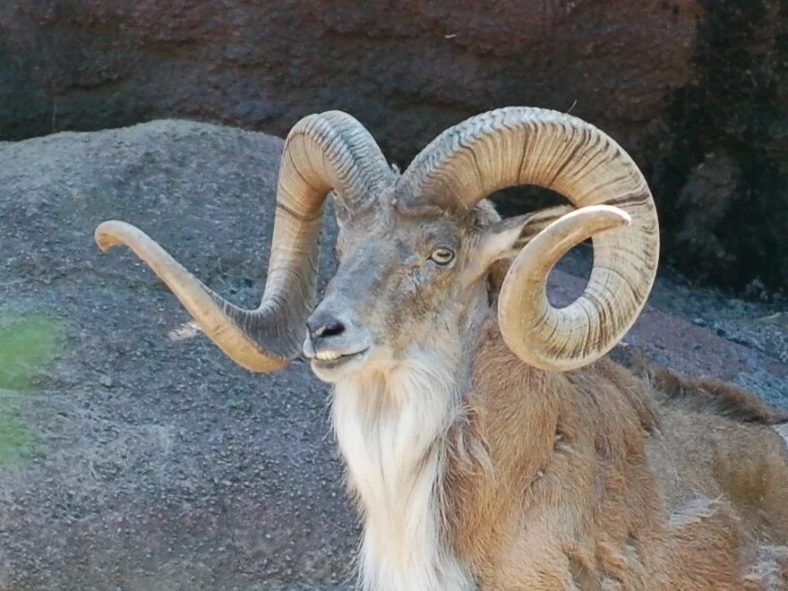 Алтайский горный баран аргали. Горный баран 5. Горный архар памир. Горный баран 5. Горный баран 5.