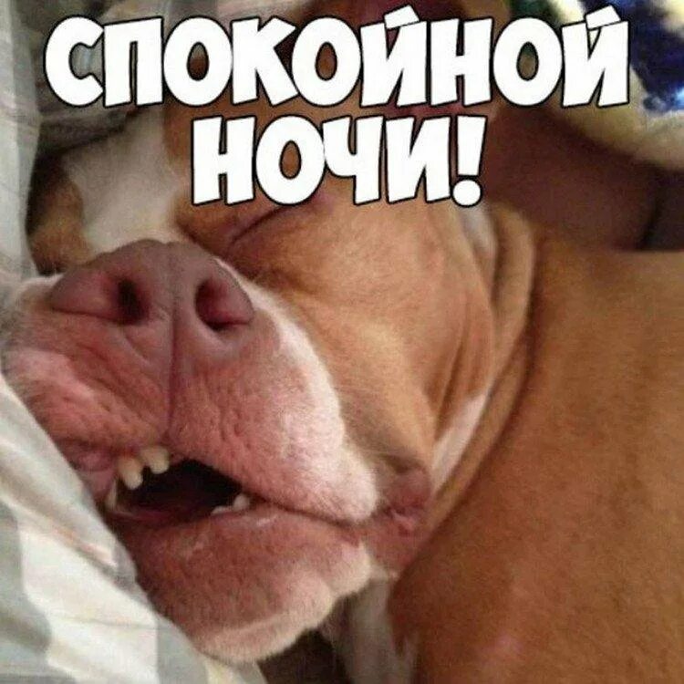 Спим спокойно до утра. Спокойной ночи прикольные. Спокойной ночи прикол. Открытки спокойной ночи прикольные. Спокойной ночи картинки прикольные.