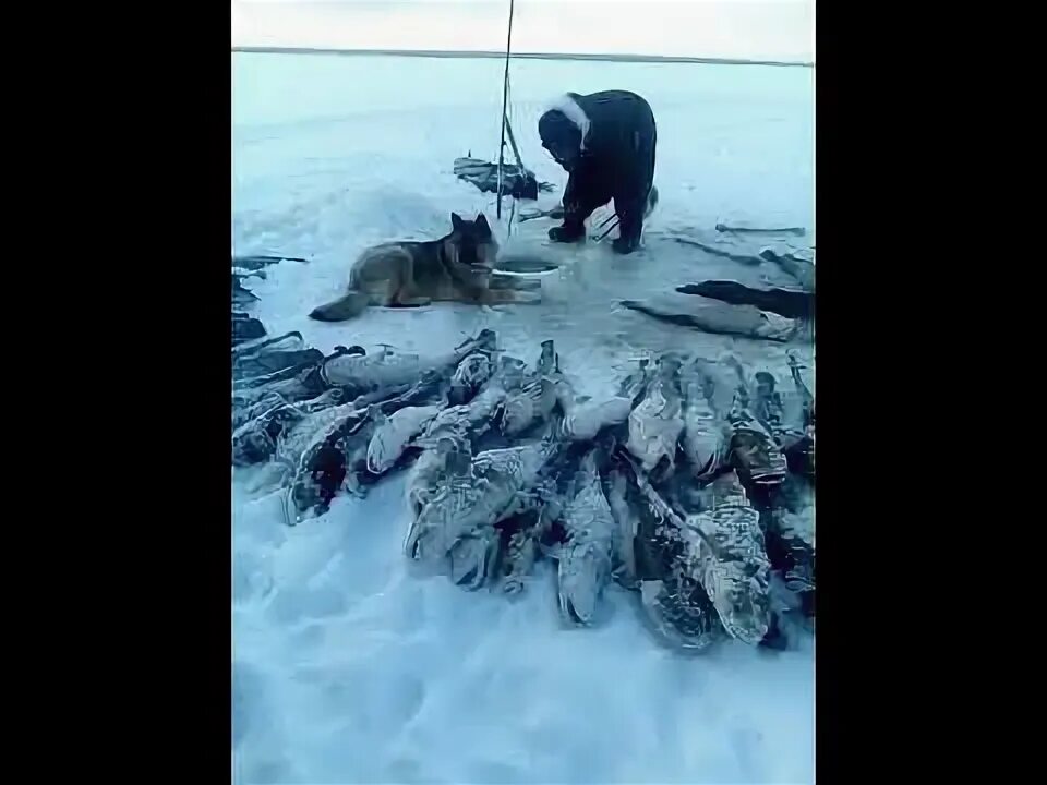 Рыбалка в Якутии зимой. Зимняя рыбалка в Якутии 2021. Зимняя рыбалка в Якутии на налима. Клевая рыбалка в Якутии зимой.