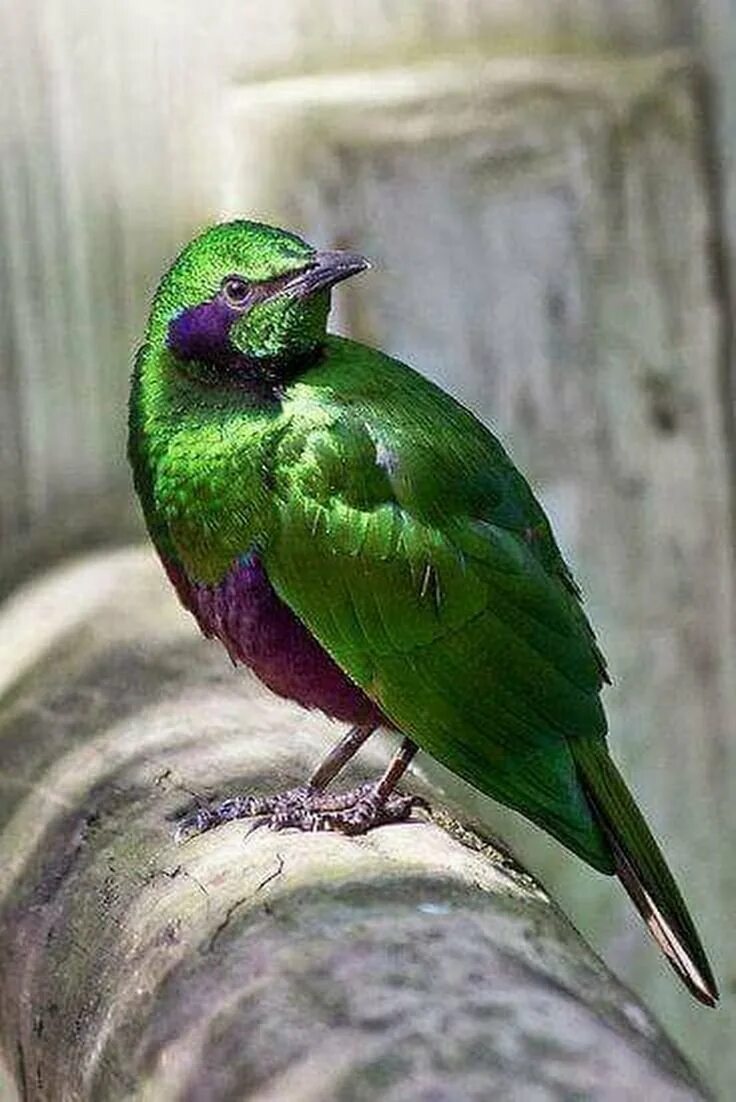 Черно зеленая птичка. Изумрудный блестящий скворец. Аметистовый короткохвостый скворец. Изумрудная Кукушка. Зеленый Кардинал.