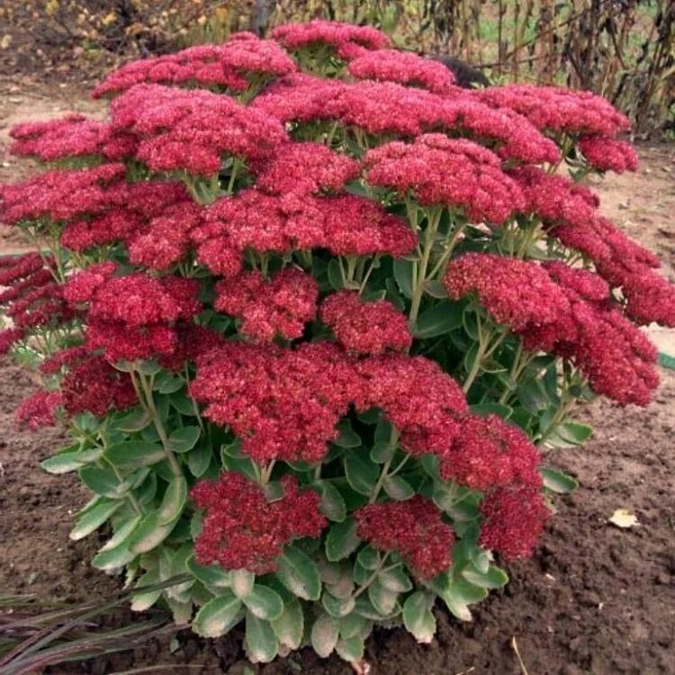 Очитки садовые. Седум Herbstfreude. Очиток Видный (Sedum spectabile `Brilliant`). Очиток Видный (Sedum spectabile). Очиток Видный 'Herbstfreude'.