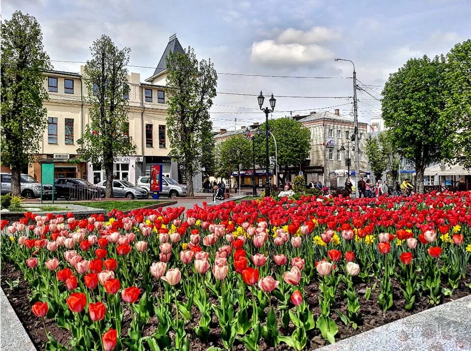 Купить тюльпаны в кемерово. Аллея тюльпанов в Белгороде. Аллея тюльпанов Нальчик. Тюльпаны площадь Ленина Тамбов. Театральная площадь Ростов тюльпаны.