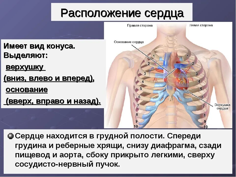 Расположение сердца в грудной клетке. Расположенте серйа у человекк. Расположение сердца в грудной клетке у человека. От чего может болеть грудная клетка
