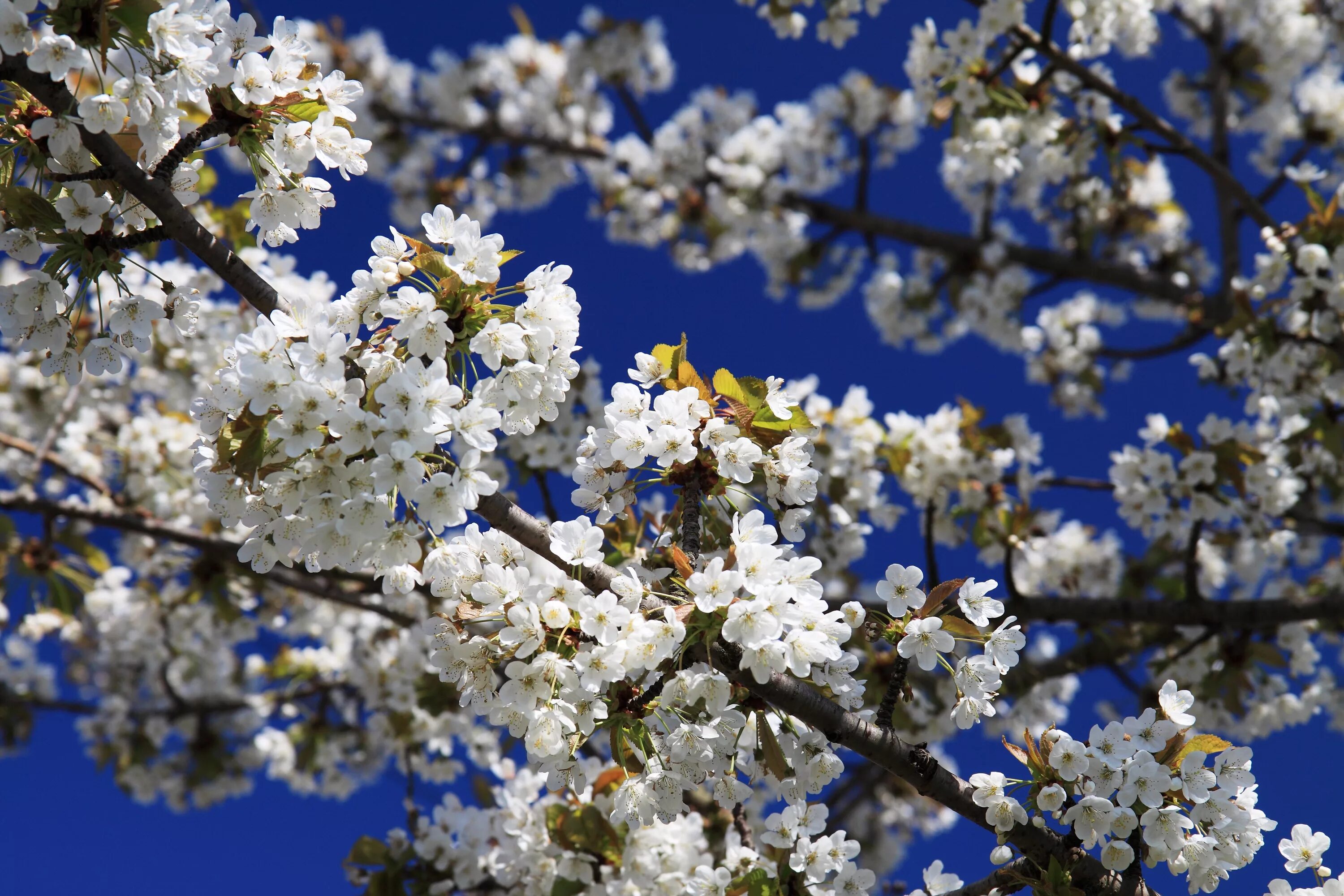 Что значит зацветать. Вишни в цвету. Цветущие вишни на фоне голубого неба. Цветение вишни на голубом фоне.