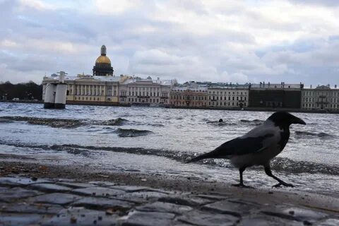 Погода в петербурге в конце ноября