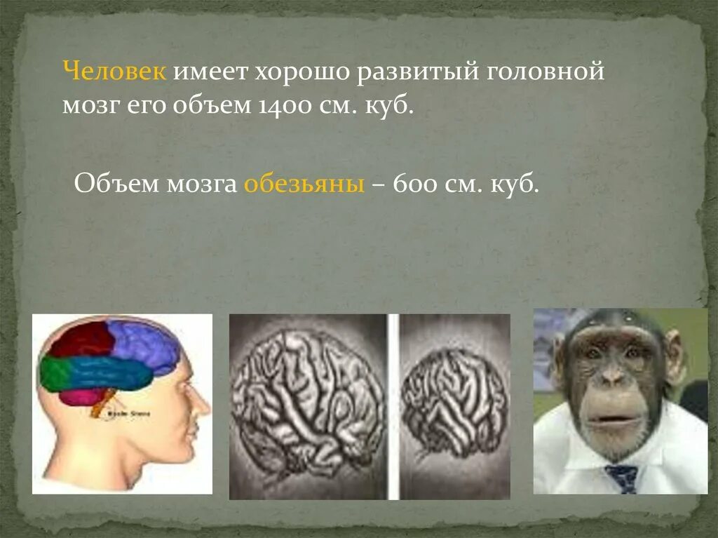 Какой мозг у приматов. Головной мозг приматов. Мозг человекоподобных обезьян. Объем мозга обезьяны.