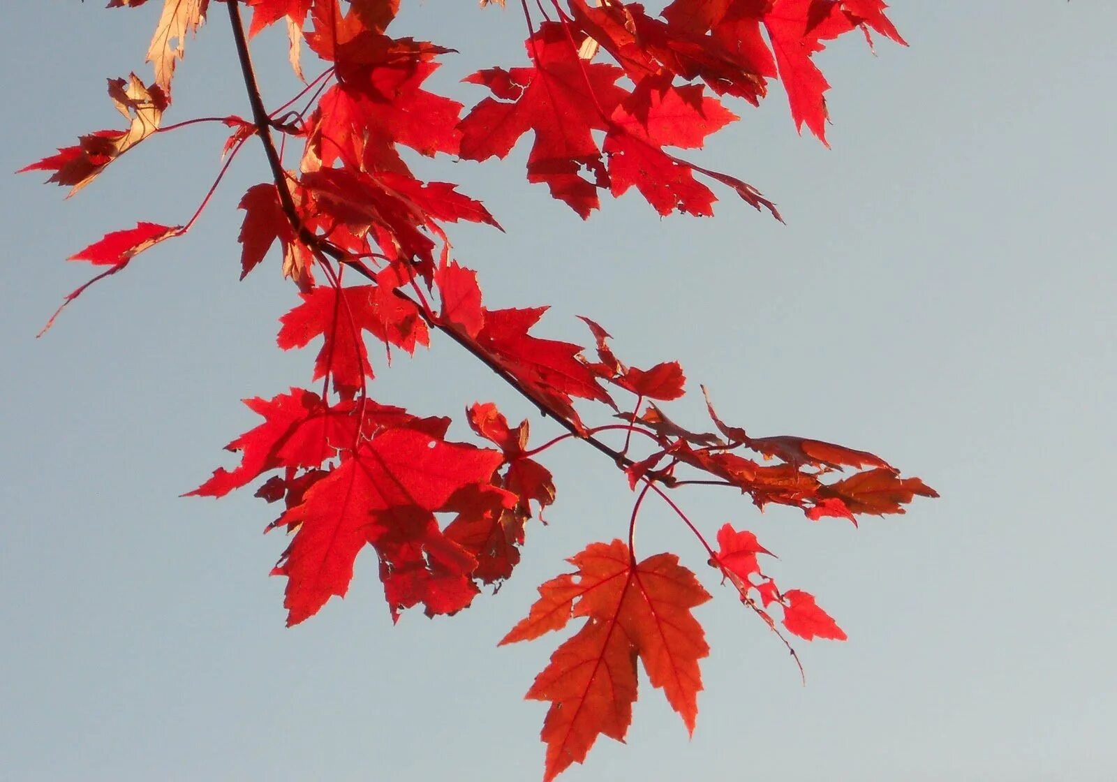 Багряной веткой. Acer rubrum (клен красный) 'Red Sunset'. Клен канадский остролистный. Клен красный японский остролистный. Клен остролистный и клен канадский.