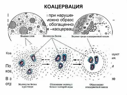Что такое коацерваты