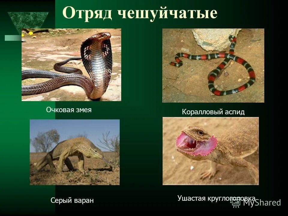 подотряд змеи представители. класс пресмыкающиеся отряд чешуйчатые подотряд змеи. представители ящериц и змей. змеи представители. класс пресмыкающиеся отряд чешуйчатые.