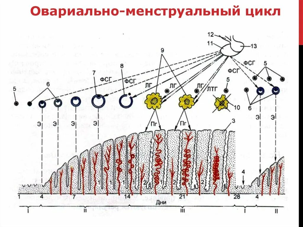 Менструально овариальный цикл схема. Овариально-менструальный цикл (схема). Схему гормональной регуляции овариально-менструального цикла. Гормональная регуляция менструального цикла схема. Разная длина цикла