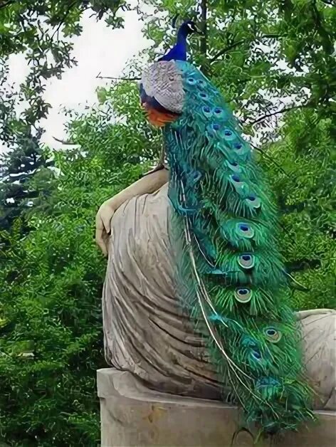 Королева павлинов. Костюм северное сияние. Павлин королев. Королева павлинов. Девушка восточная с павлином.