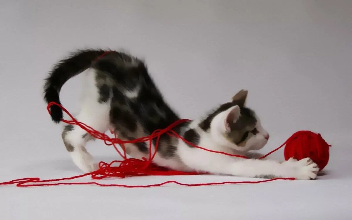 Котики любят играть