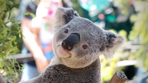 Koala music