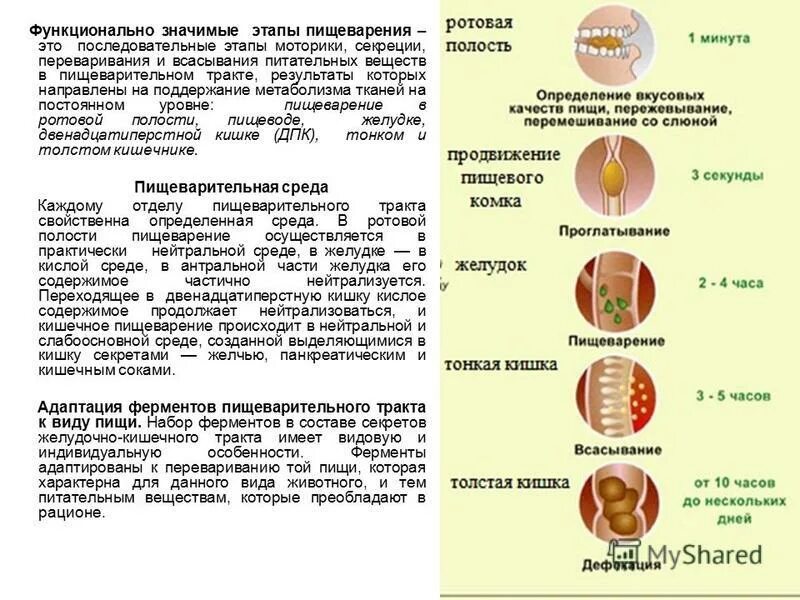 Всасывания продуктов пищеварения 8 класс биология. Переваривание пищевых веществ в ЖКТ. Этапы пищеварения. Процесс пищеварения в желудке и кишечнике.