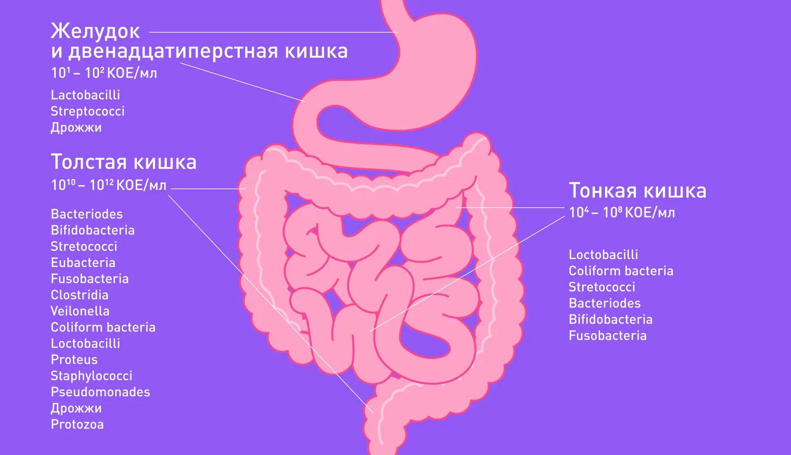 Иммунная и кишечник. Бактерии микробиота кишечника. Микрофлора кишечника.