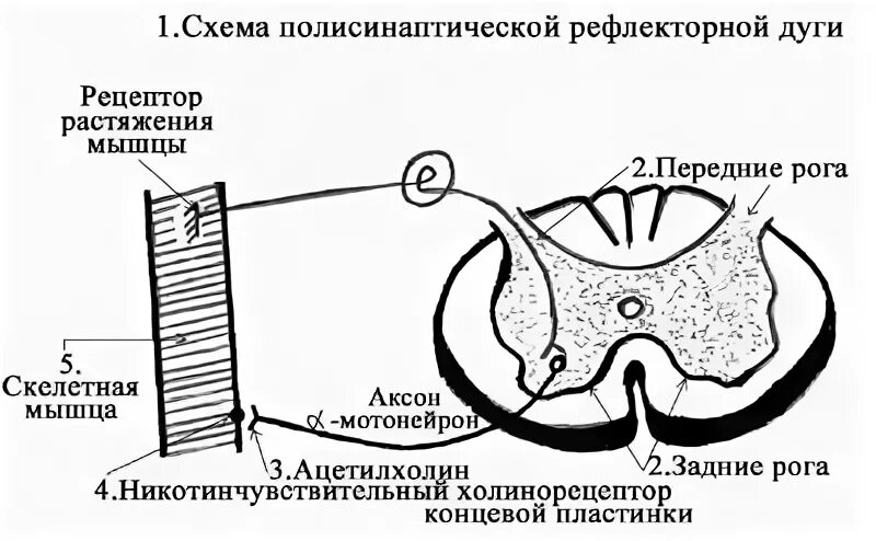 Рефлекторная дуга скелетной мышцы