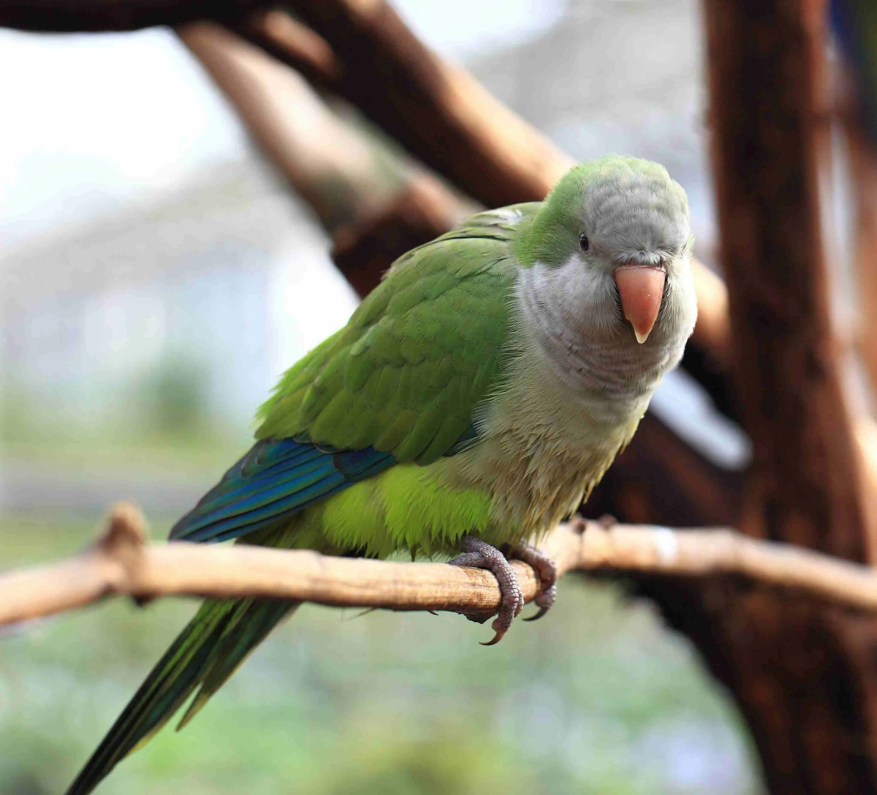 I ve parrot. Монах Калита квакер. Попугай квакер монах. Попугай монах Калита. Птица Калита (попугай монах).