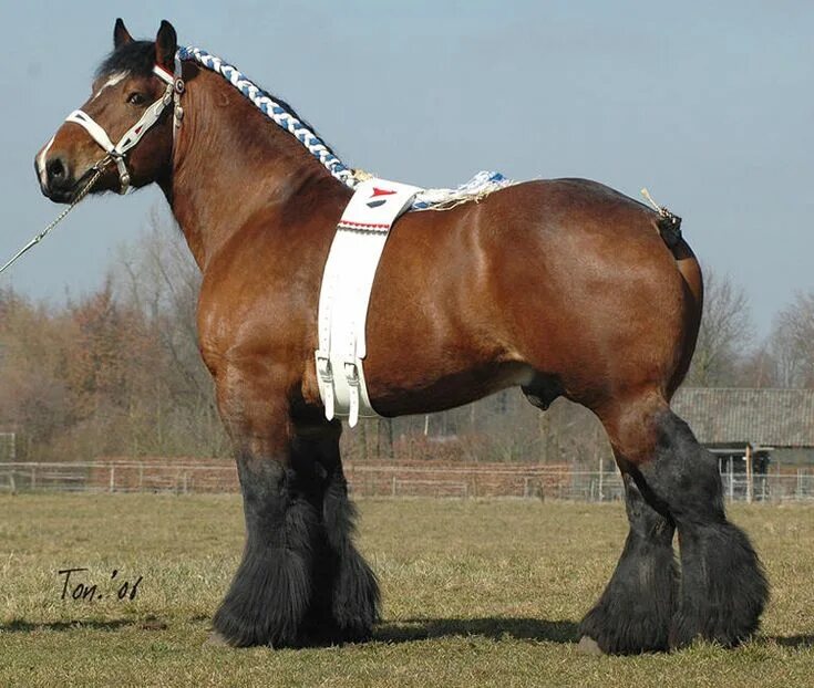 tickled-fancy in 2022 Horse breeds, Horses, Draft horses