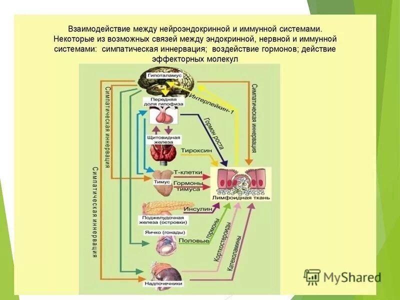 Эндокринная и иммунная система