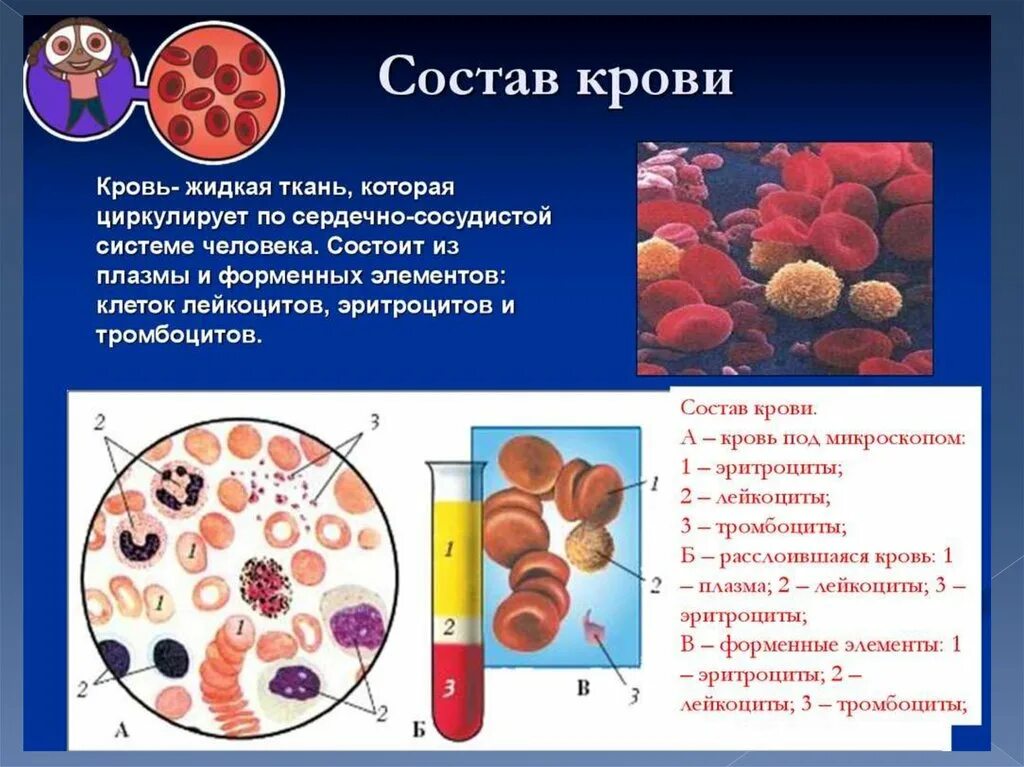 Состоит из плазмы и форменных элементов. Составы крови плазма крови и форменные элементы крови. состав крови кровяные клетки. кровь состоит из плазмы и клеток крови. функции плазмы и форменных элементов крови.