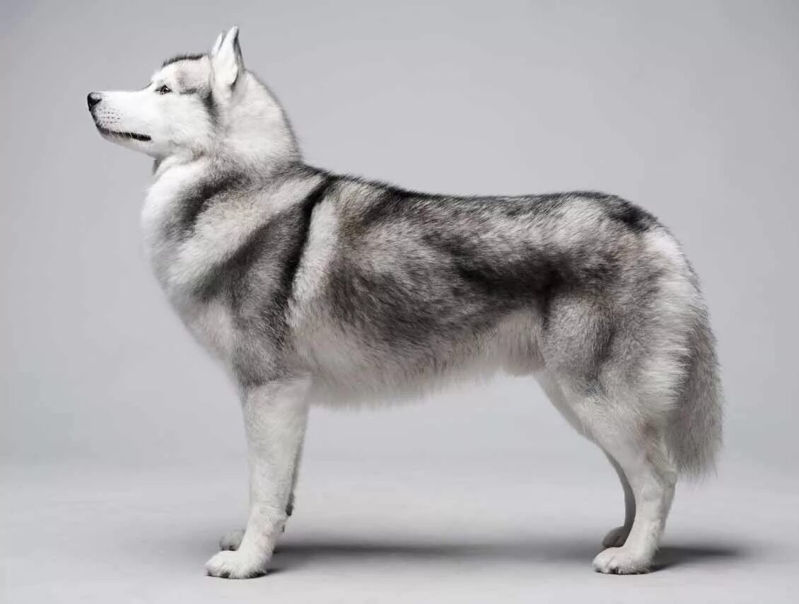 сибирский хаски характер. щенки породы хаски. хаски рост. хаски кобель сбоку. хаски сибирский стоя.