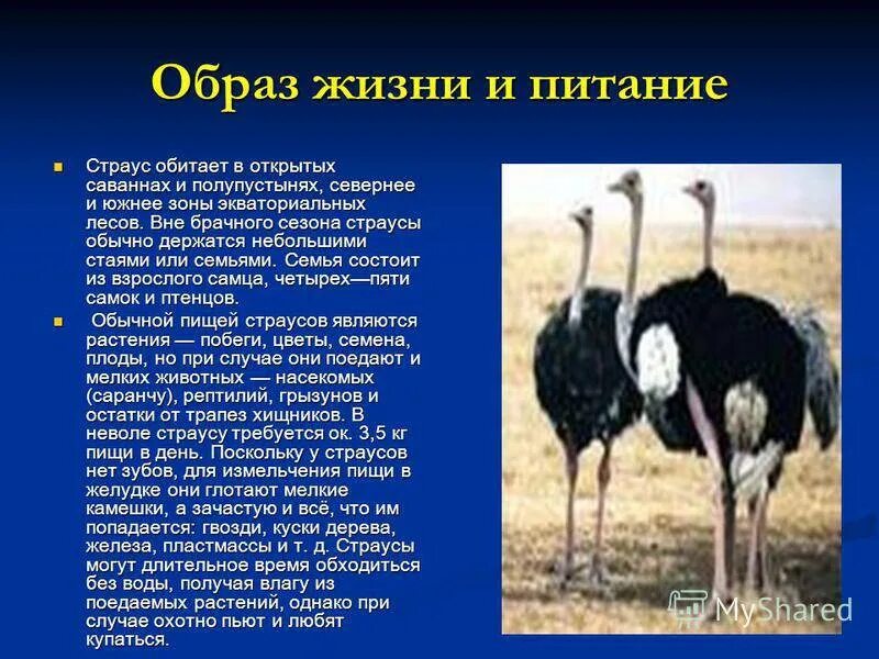 Приспособления к образу жизни птиц. Характеристика африканского страуса. Среда обитания страусообразных. Африканский страус нелетающие птицы. Отряд Страусообразные образ жизни.