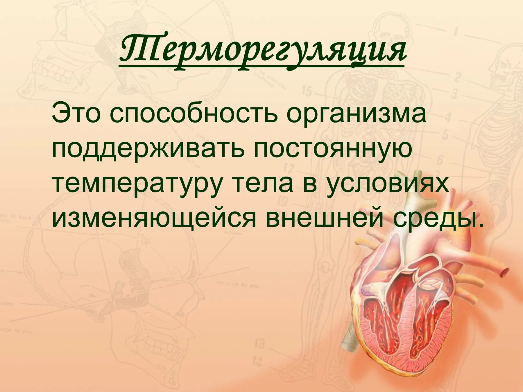 Роль кожи в терморегуляции организма. Роль кожи в процессах терморегуляции. Кожа орган терморегуляции. Терморегуляция презентация. Роль кожи в терморегуляции организма 8 класс