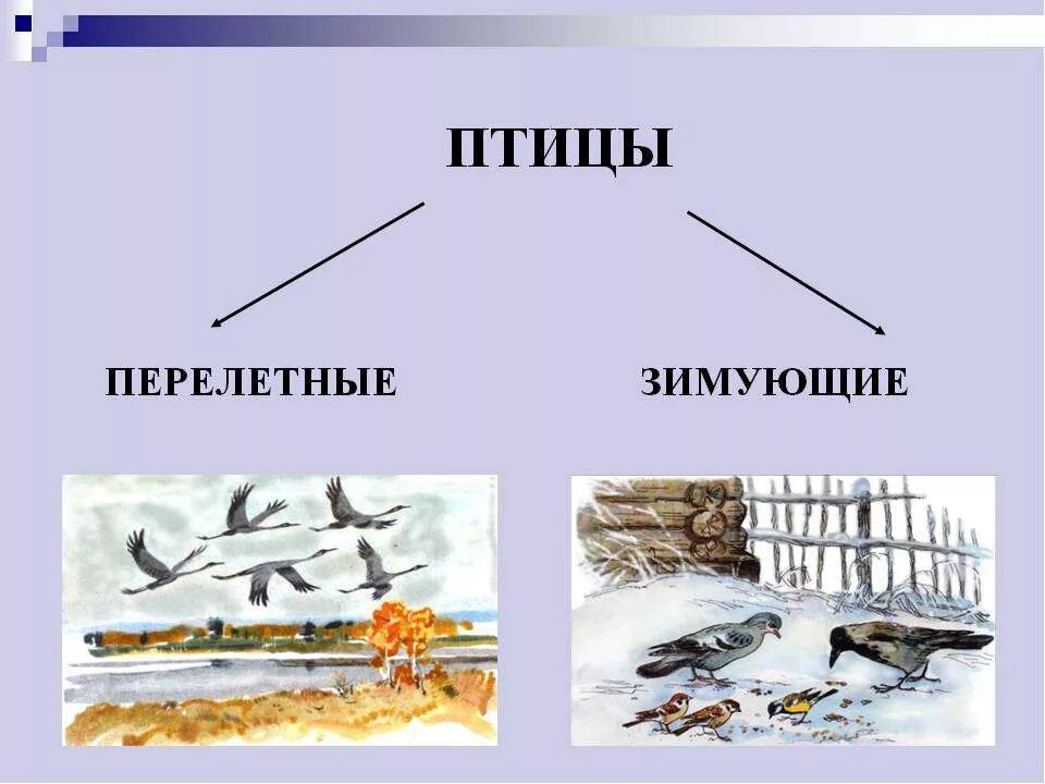 Перелетные какое прилагательное