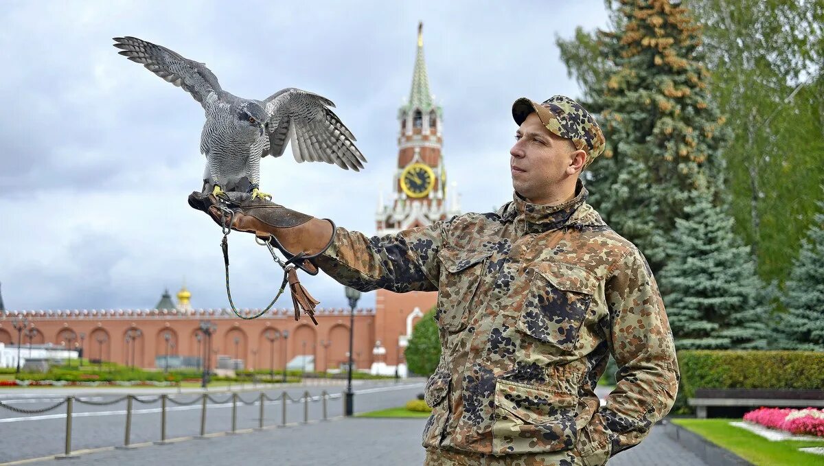 Дозор животные. Ястреб-тетеревятник Альфа в Кремле. Ястреб-тетеревятник в Москве. Ястребиная служба Кремля. Соколиная служба Кремля.