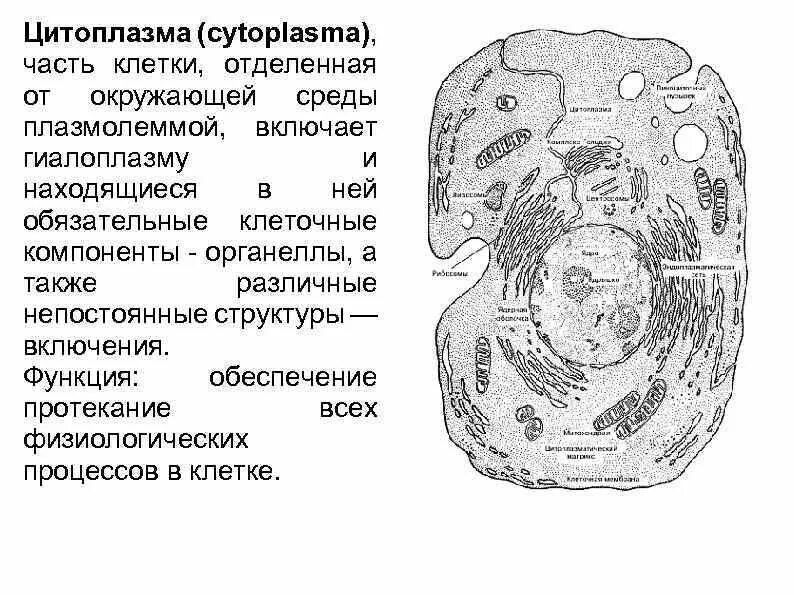 Полость в цитоплазме клетки 7 букв. Цитоплазма клетки. Органеллы, отграничивающей клетку от окружающей среды.. Строение клетки гиалоплазма. Цитоплазма схема.