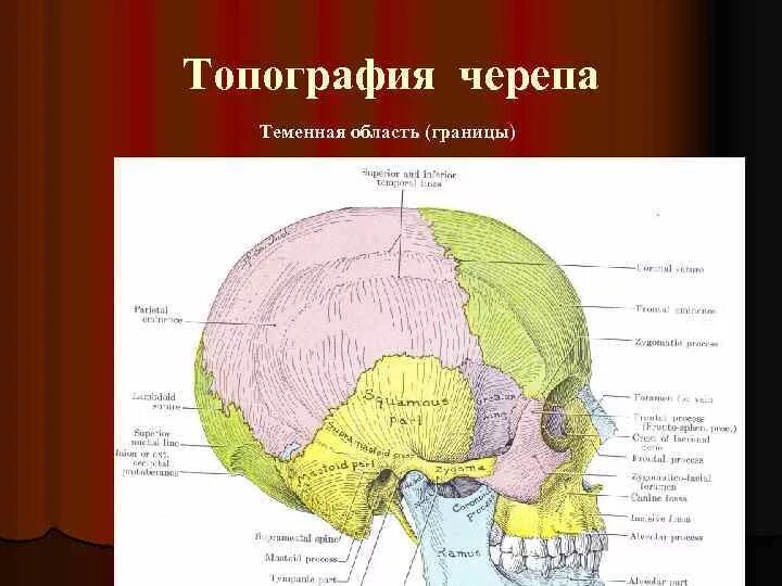 Лобная теменная затылочная кость. Топографические границы сосцевидной области. Послойная топография височной области. Сосцевидная область топографическая анатомия. Топография черепа затылочная область.