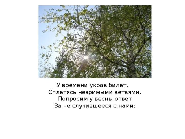 С какой стороны ветви деревьев гуще