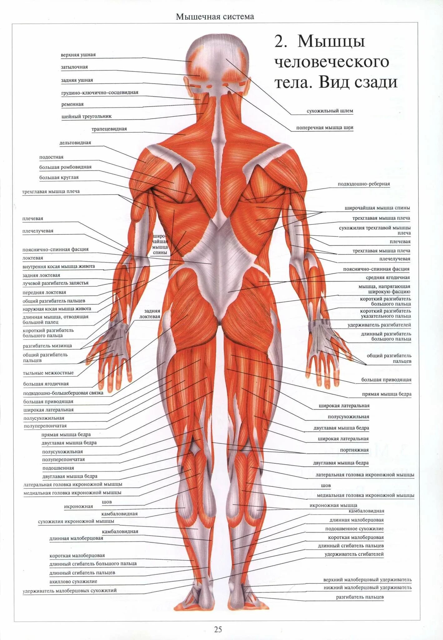 Мышцы орган человека. Строение тела мышц сзади. Строение человека скелет кожа мышцы. Строение мышц человека спереди и сзади. Строение мышц человека сзади.