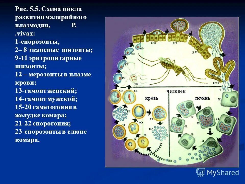 Хозяев в цикле развития малярийного плазмодия. Цикл развития малярийного плазмодия.