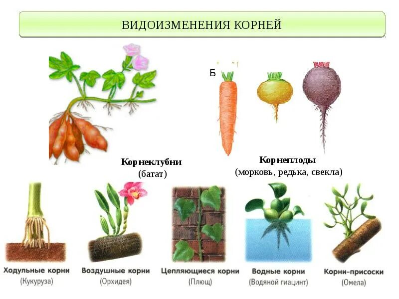 Видоизменения вегетативных органов растений. Видоизменения органов растений корень.