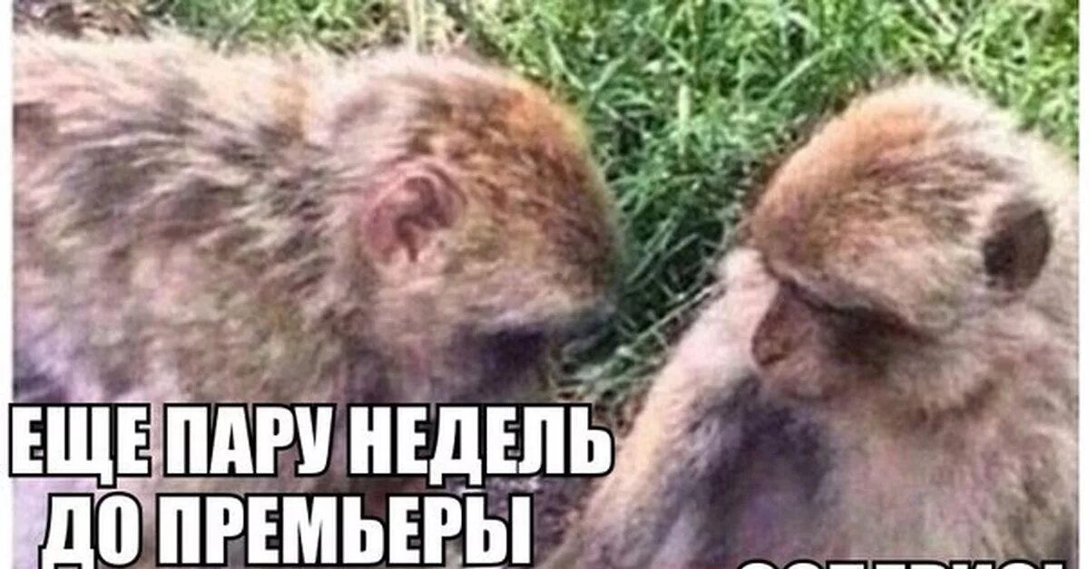 Оставьте меня в покое пожалуйста. Обезьяны дайте мне спокойно. Мем обезьяны откачивают. Никакого причала здесь нет. Абонент временно недоступен.