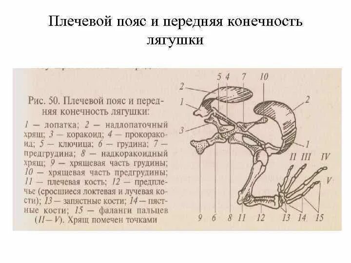 Скелет лягушки пояс передних конечностей. Строение пояса задних конечностей лягушки. Тазовый пояс конечностей лягушки. Кости пояса передних конечностей у лягушки.