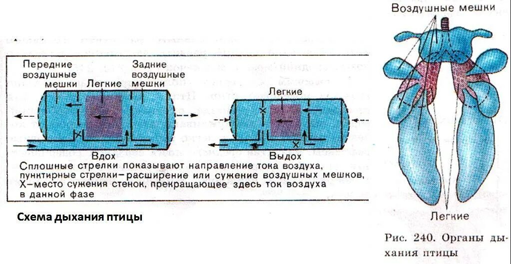 Какую функцию выполняют воздушные мешки. Воздушные мешки. Схема двойного дыхания. Схема двойного дыхания у птиц. Воздушные мешки у птиц.