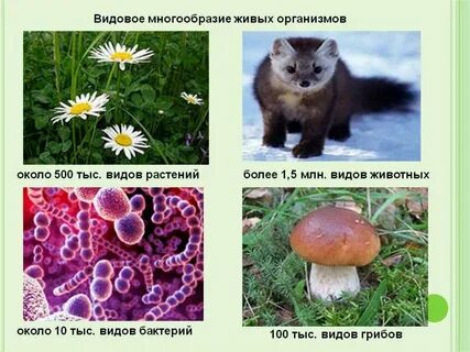 Животные как и все живые организмы