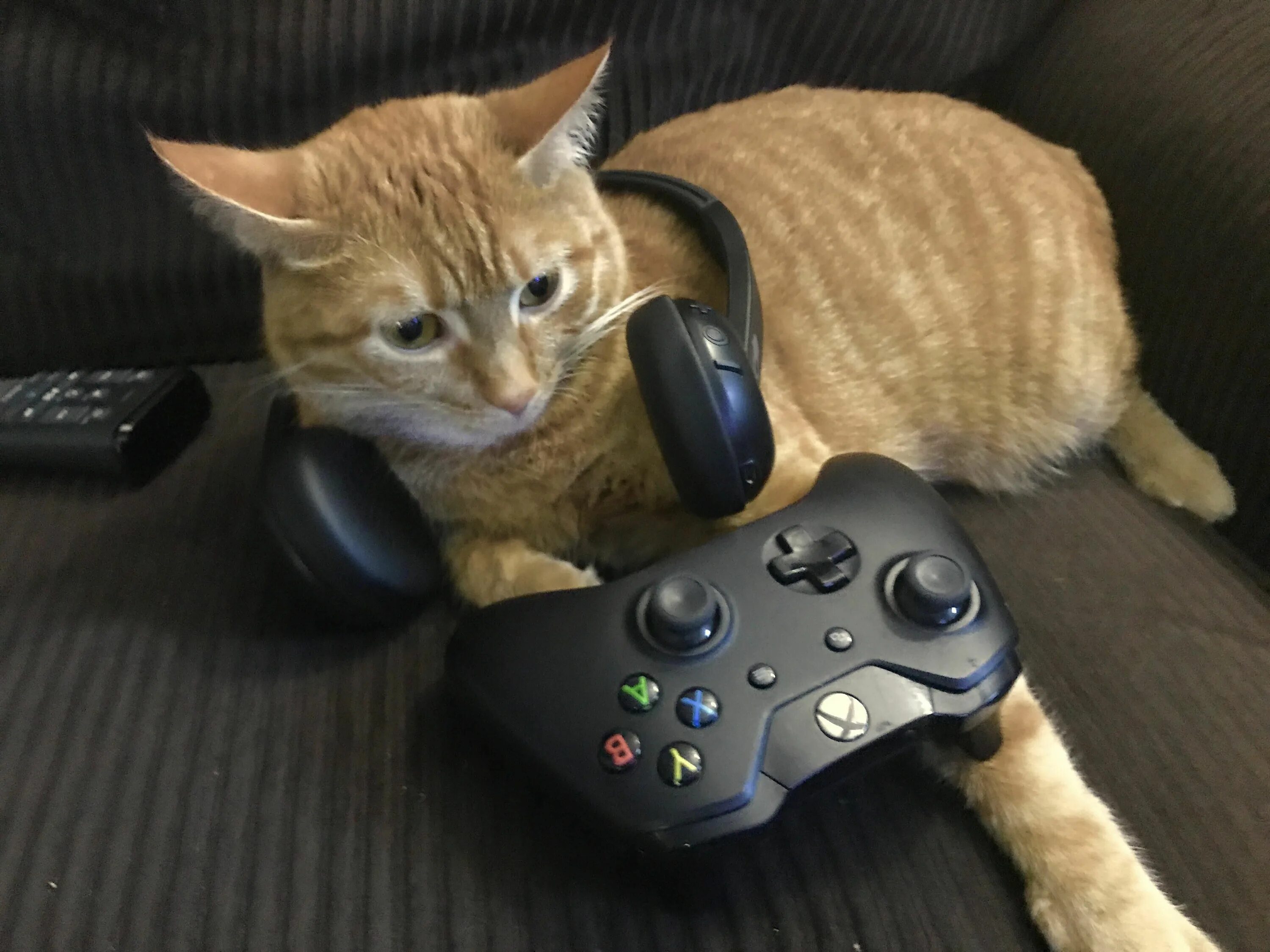 Play cat games