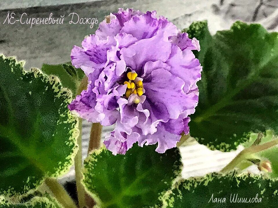 фиалка сорт ливень. фиалка сорт ливень. фиалка ват светик. сенполия лф-волшебница. фиалка сорт ват бурлеск.