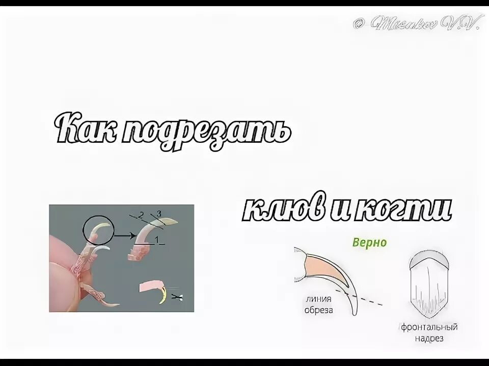 Как когти кусаются. Как обрезать клюв волнистому попугаю. надо ли подстригать когти попугаю волнистому. подрезать клюв попугаю корелла. клюв попугая волнистого обрезают.