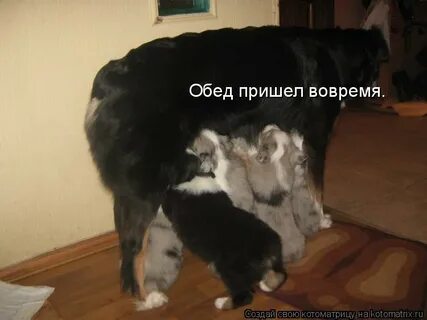 Приходить в обед