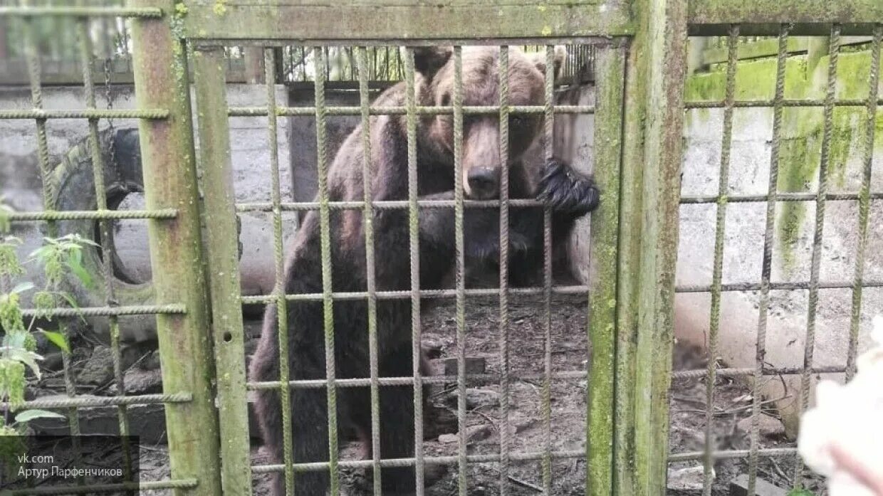 Сколько живут медведи в неволе