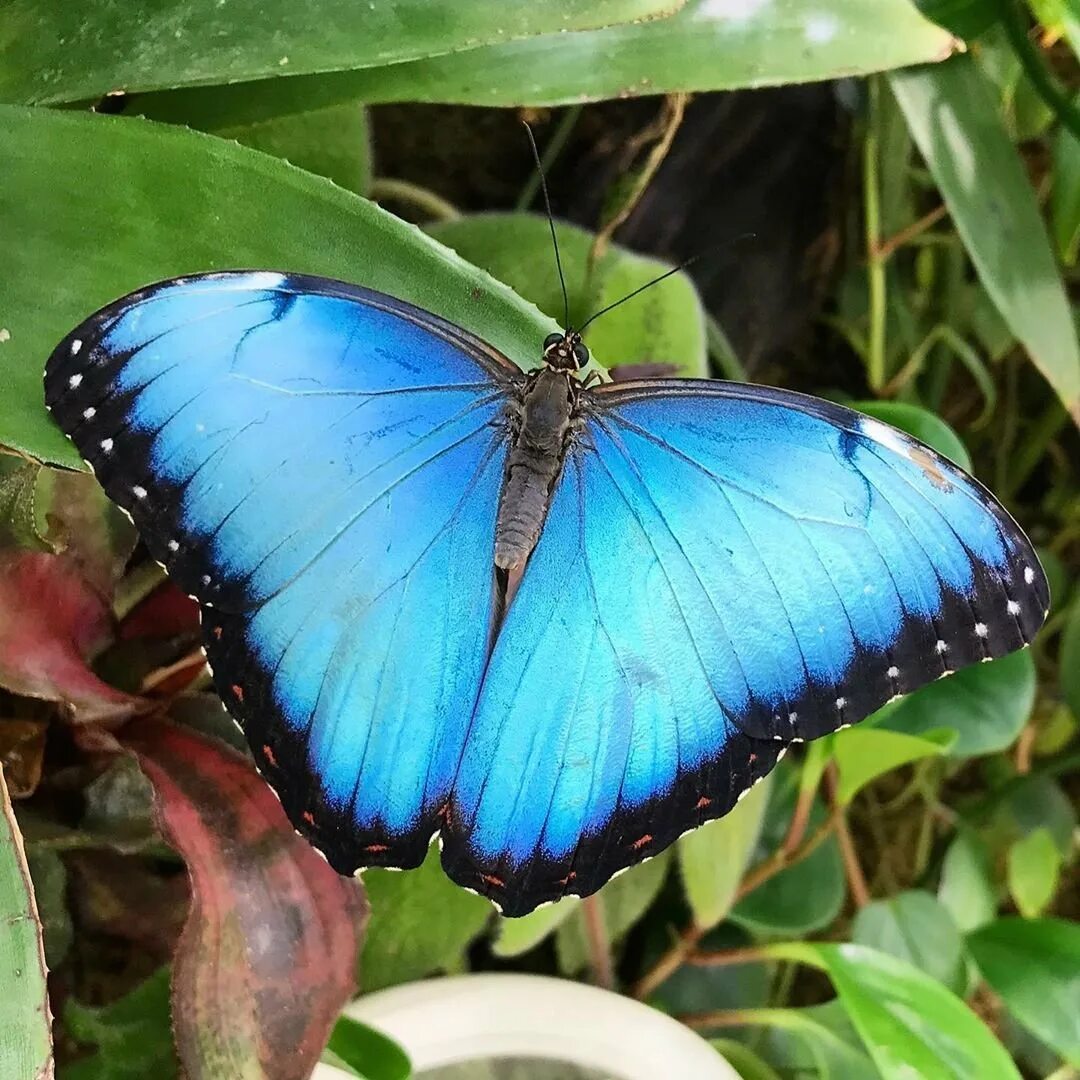 Название самых красивых бабочек. Калифорнийский синий Махаон. Хвостоносец Маака. Калифорнийский синий Махаон бабочка. Бабочка Алтайская голубая Ордынка.