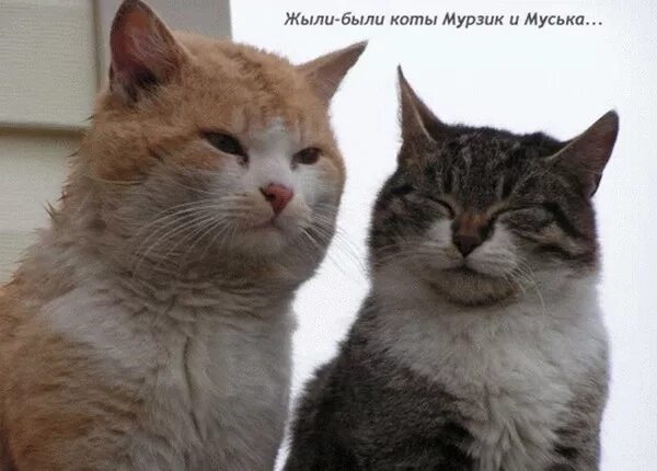 Кот ругается. Отношения котики. Кот Мурзик. Кота ругают. Чей кот гали иры тани