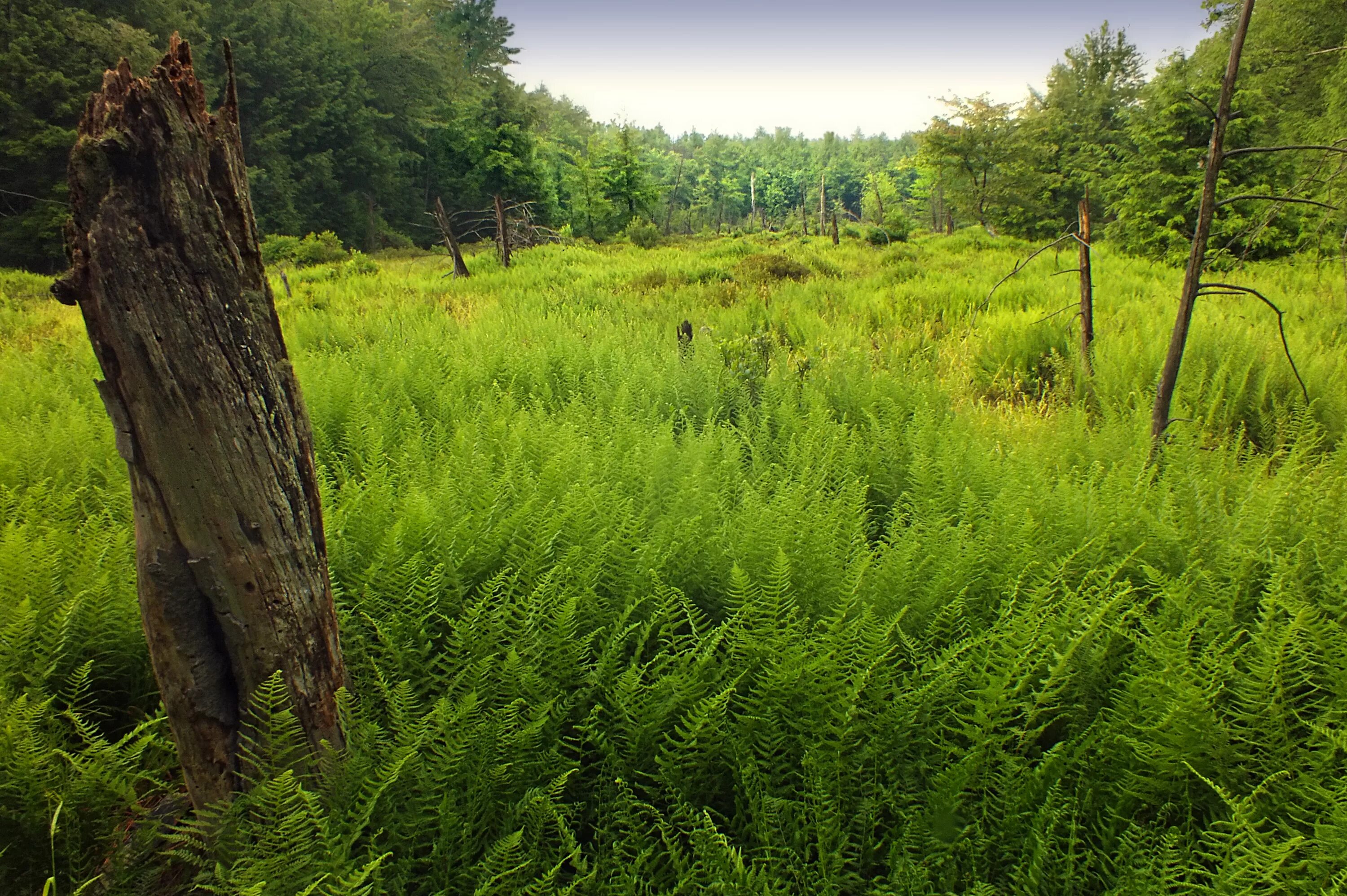 Natural area. Natural areas.