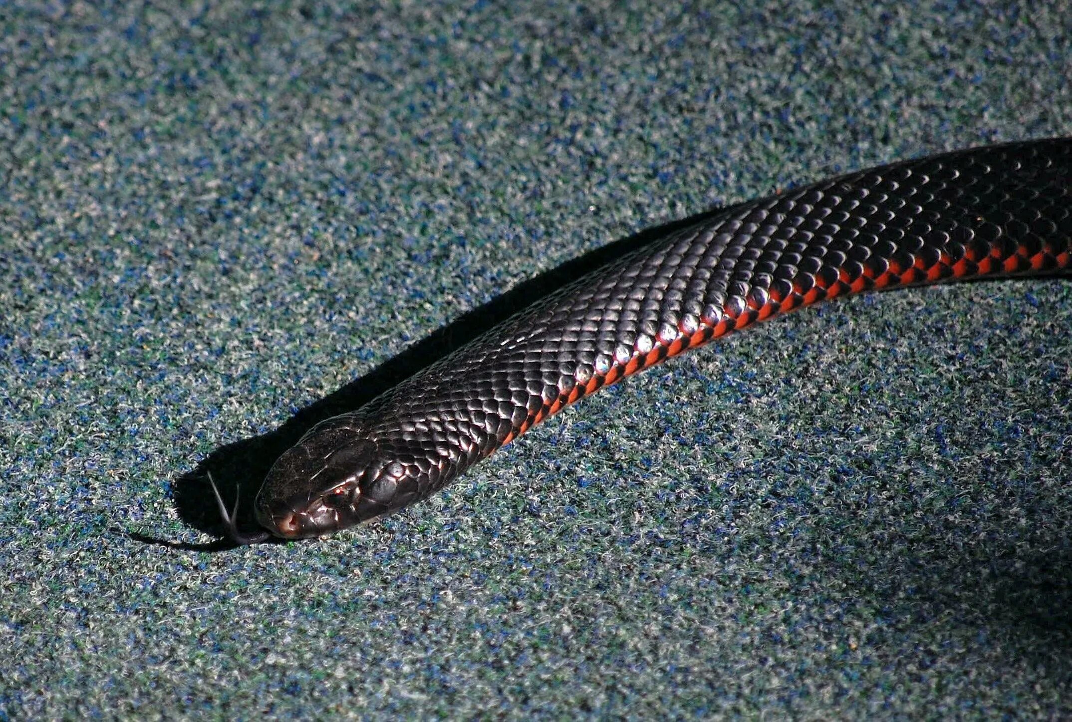 Темного змейка. Змея краснобрюхий полоз. Краснобрюхий чёрный Аспид. Черный Аспид змея. Pseudechis porphyriacus.