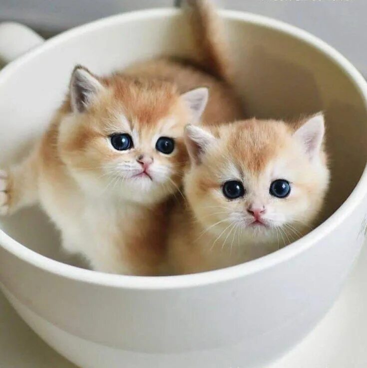 Включи котенок